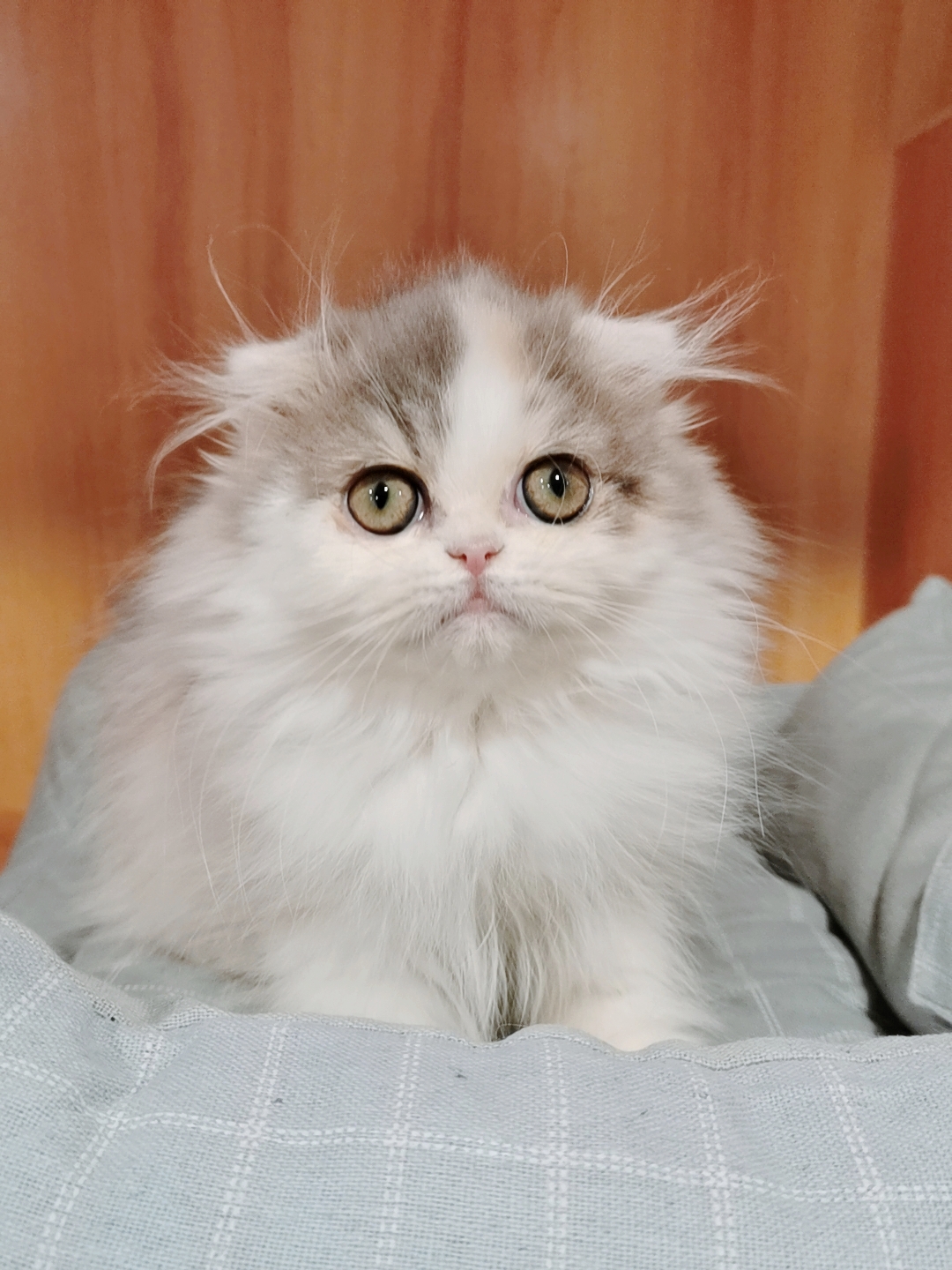 甜美高地长毛猫,大眼睛,送用品